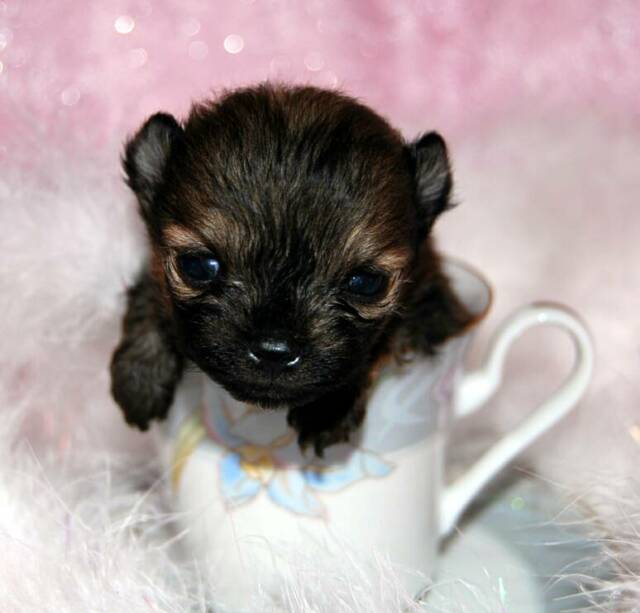 Teacup Pomeranin puppy