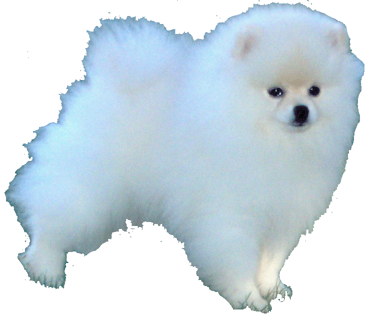 small white pomeranian puppies for sale