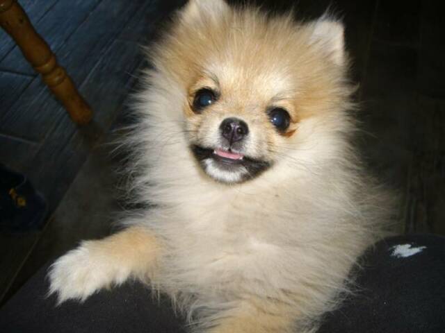 pomeranian puppy ugly