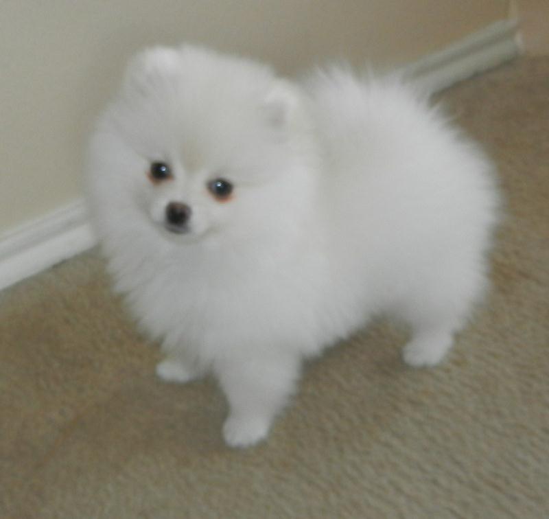 Adult Pomeranians For Sale 74