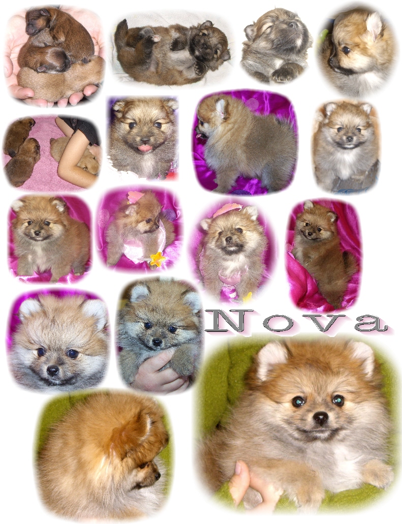 Pomeranian Color Chart