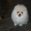 Pomeranian puppy nj