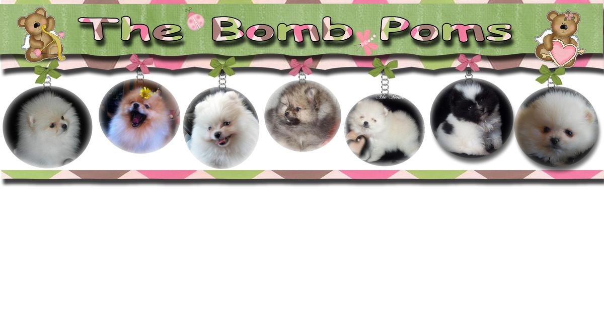 Pomeranians puppies sale by The Bomb Poms