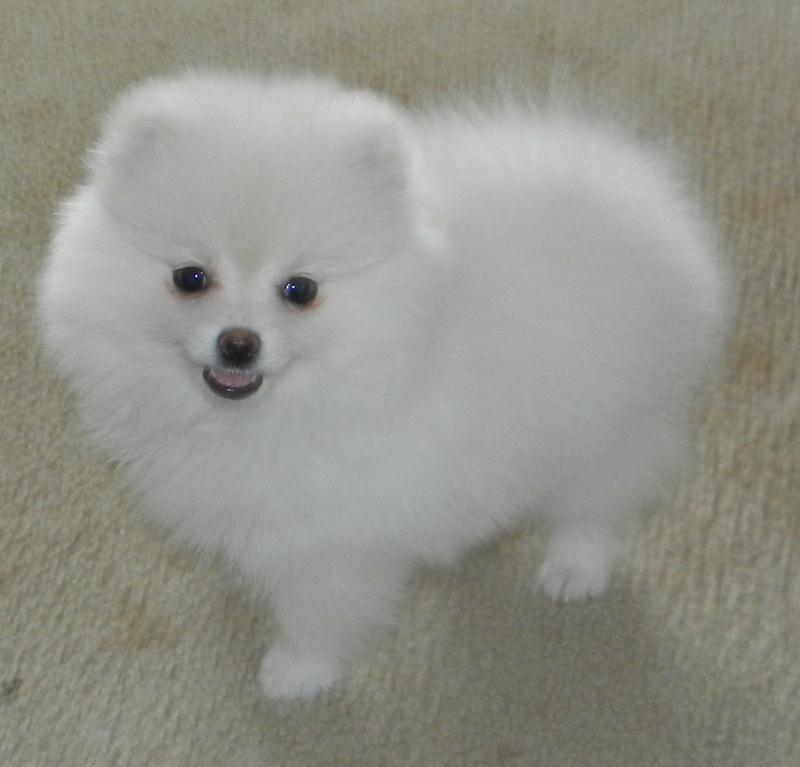 pom pom puppies for sale near me