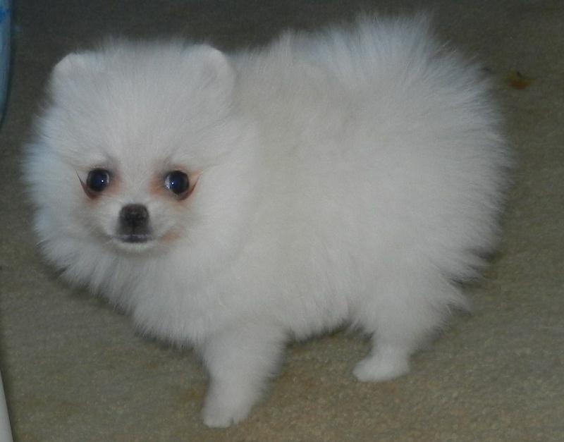 teacup pomeranian houston pics photos pomeranian puppies for sale houston teddy teacup pomeranian houston pics photos pomeranian puppies for sale houston teddy