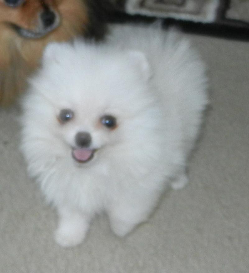 Adult Pomeranians For Sale 51